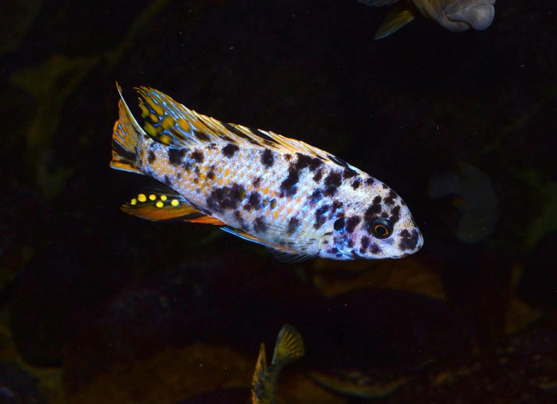 Labeotropheus fuelleborni 'Thumbi West Island'